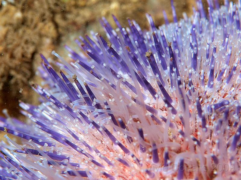 P7112684.JPG - Echinus esculentis - Edible urchin - more arty tentacles