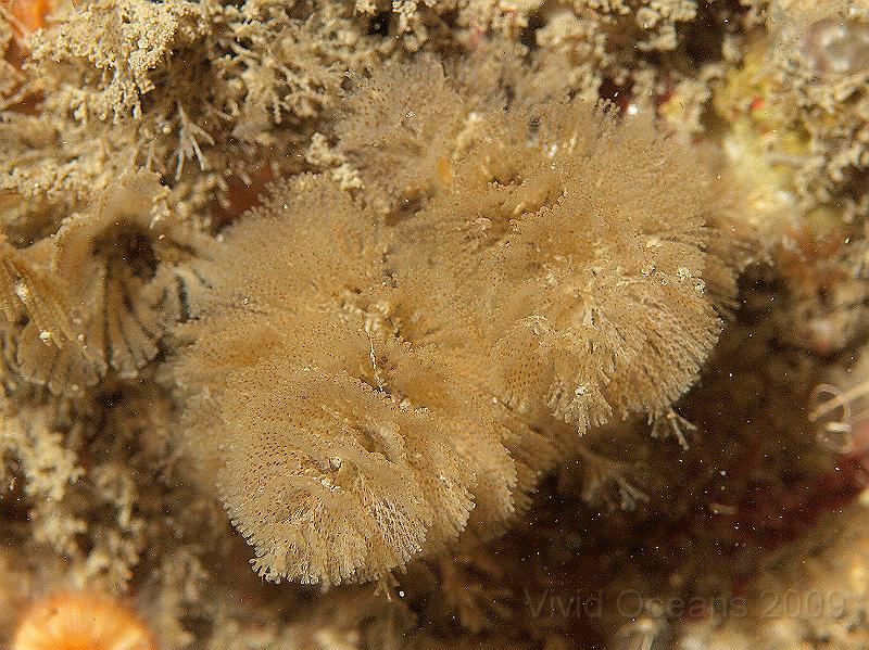 P7112685.JPG - Bugula turbinata - a bryozoan