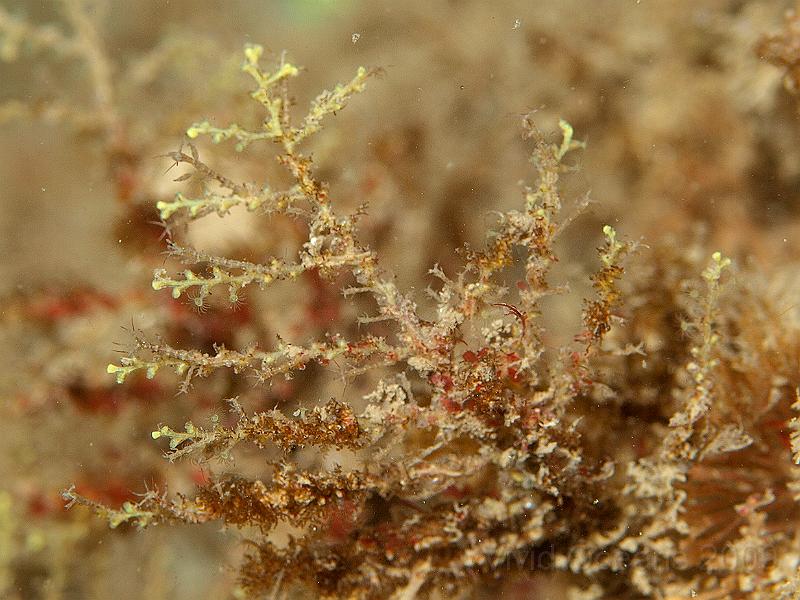 P7112690.JPG - Branching hydroid - colonised by Caprella spp. skeleton shrimps