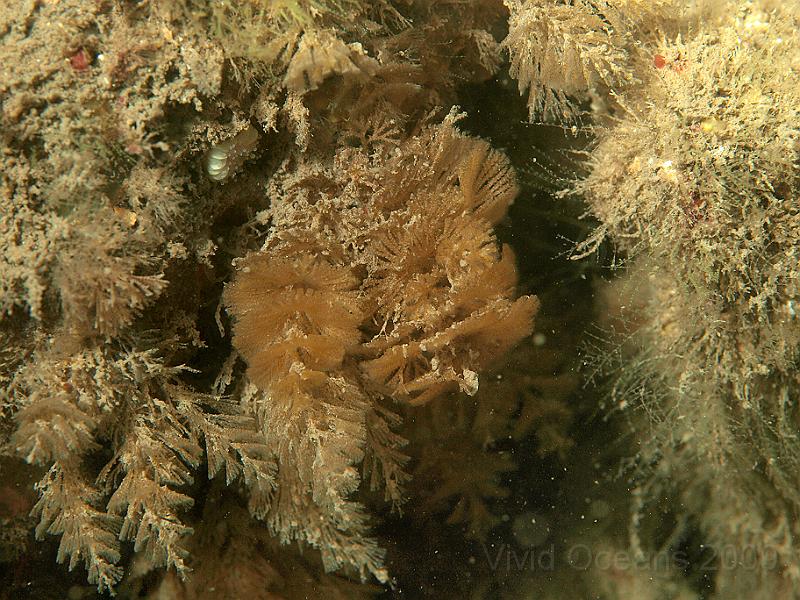 P7112692.JPG - Hydroid and bryozoan turf, including two different Bugula spp. - probably B. plumosa (left) and B. turbinata (right)