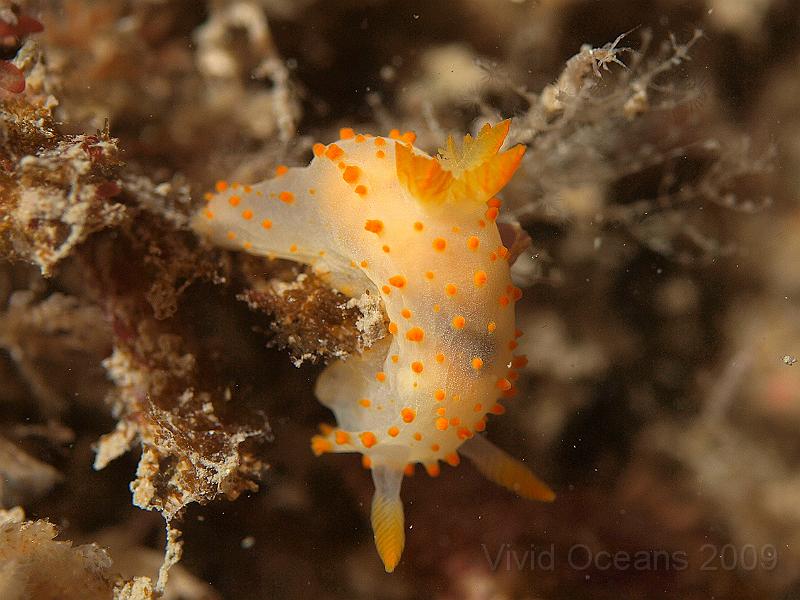 P7112695.JPG - Crimora papillata - a bryozoan eating slug