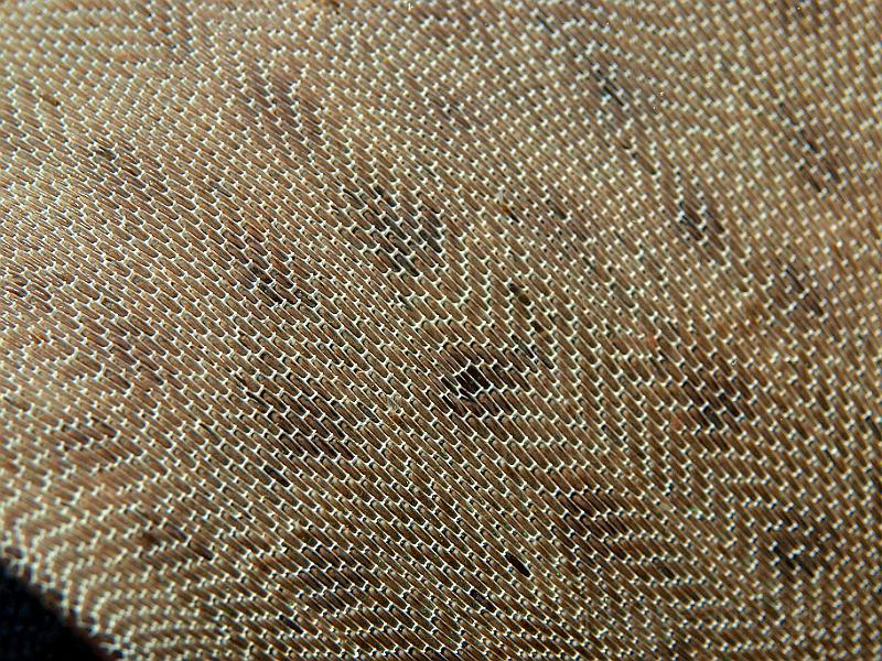 P7112701.JPG - Membranipora membranacea - Sea mat on kelp. Just one zooid feeding - where's wally?