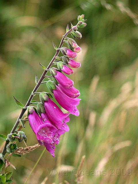 P7122821.jpg - Foxglove - Digitalis purpuria