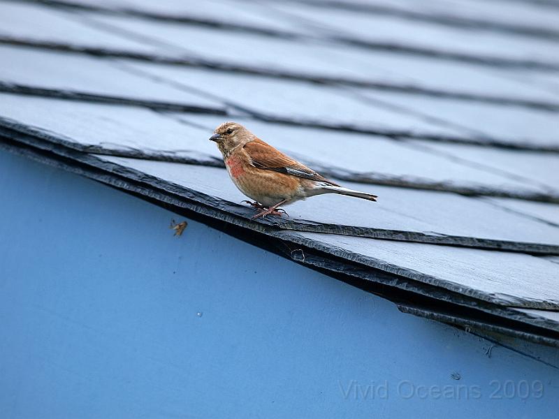 P7122836.jpg - Carduelis cannabina - Linnet
