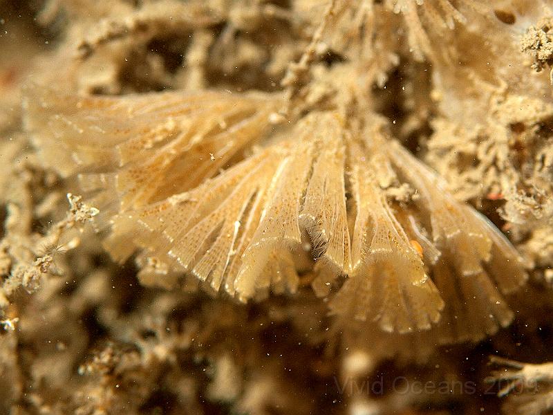 P7122776.jpg - Bugula flabellata - bryozoan