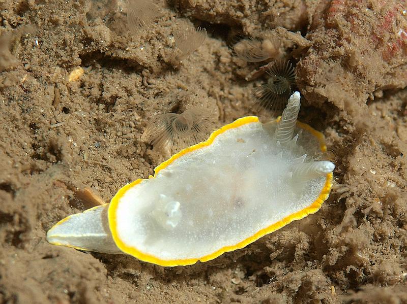 P7122781.jpg - Diaphorodoris luteocincta var. alba - sliding past some Horseshoe worms - Phoronis hippocrepia