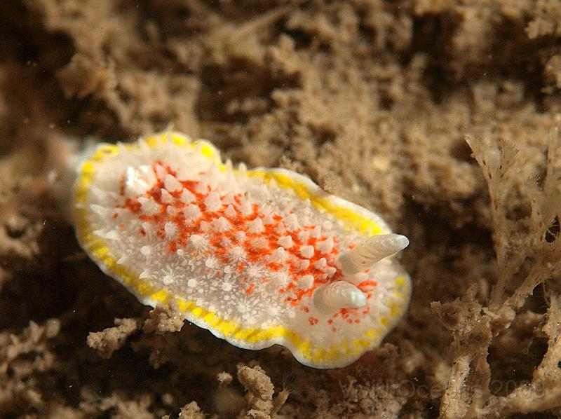 P7122787.jpg - Diaphorodoris luteocincta - just like doughnuts I think they're better filled with strawberry jam