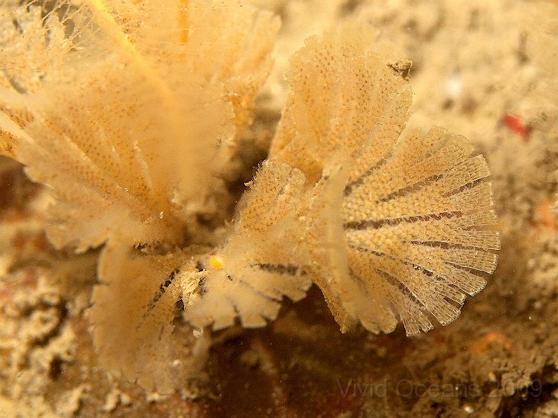 P7122788.jpg - Bugula flabellata - bryozoan, out feeding