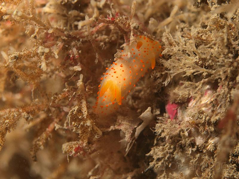 P7122792.jpg - Crimora papillata - terrorising bryozoans