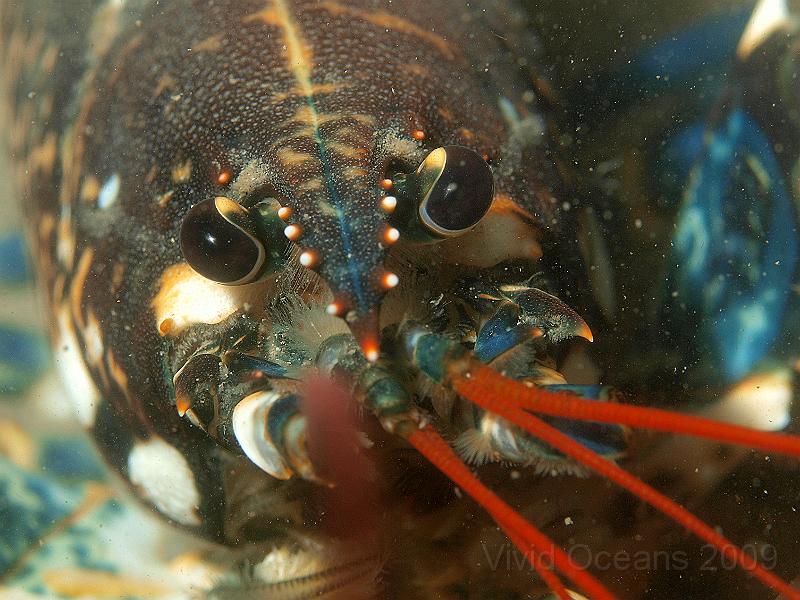 P7122806.jpg - Common lobster - Homarus gammarus