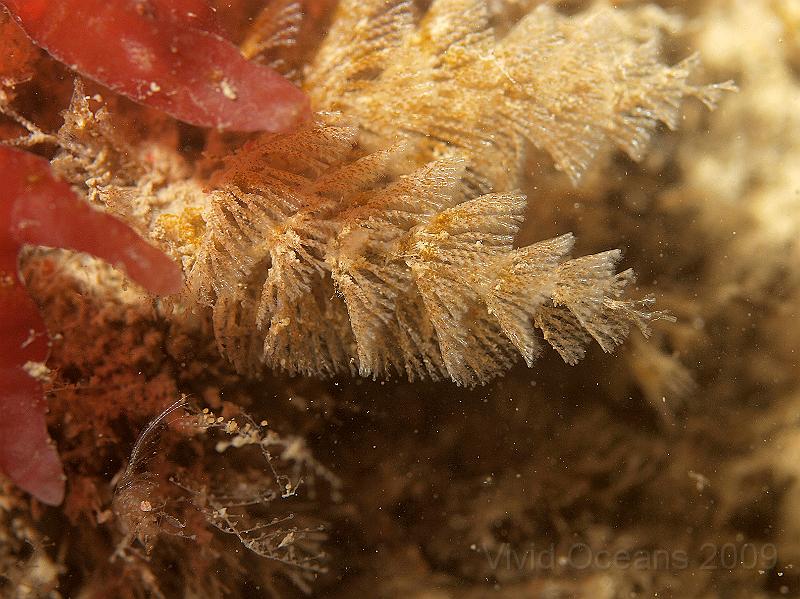 P7122808.jpg - Bugula turbinata - bryozoan