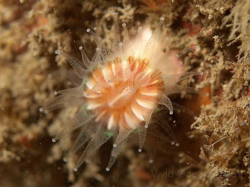 P7122815.jpg - Devonshire cup coral - Caryophillia smithii