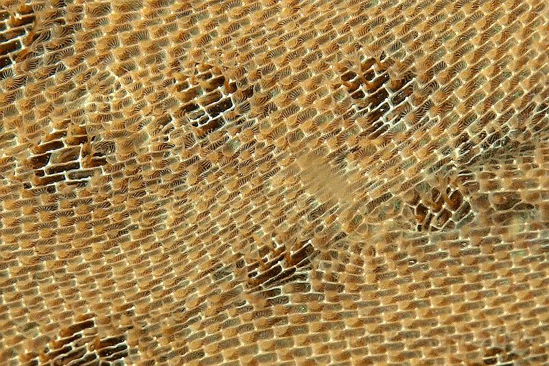 P7122823-1.jpg - Membranipora membranacea - Sea mat. The dots are spaces where the zooids are spread out, not missing