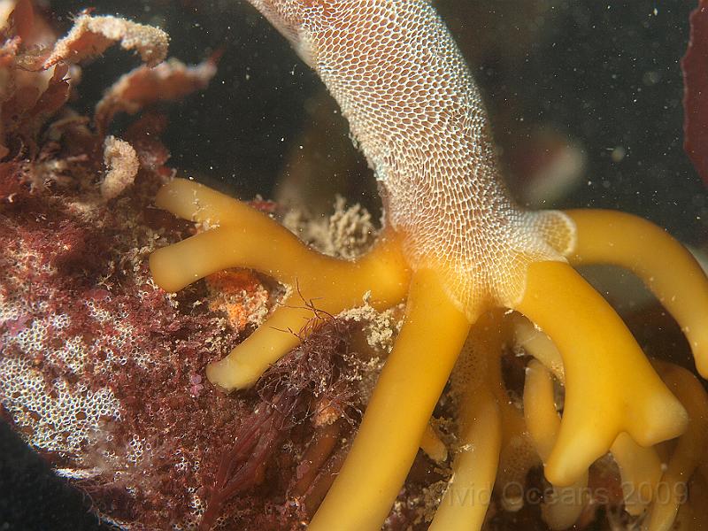 P7122824.jpg - Membranipora membranacea - Sea mat on a kelp stipe