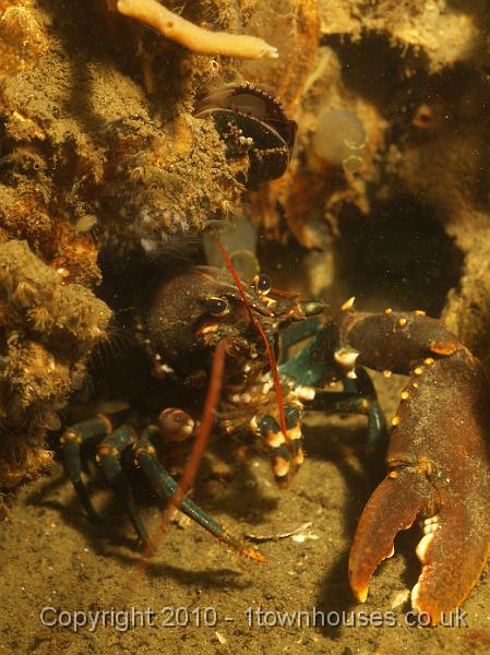 DW109617.jpg - Common lobster - Homarus gammarus - with a tiny replacement claw growing in.