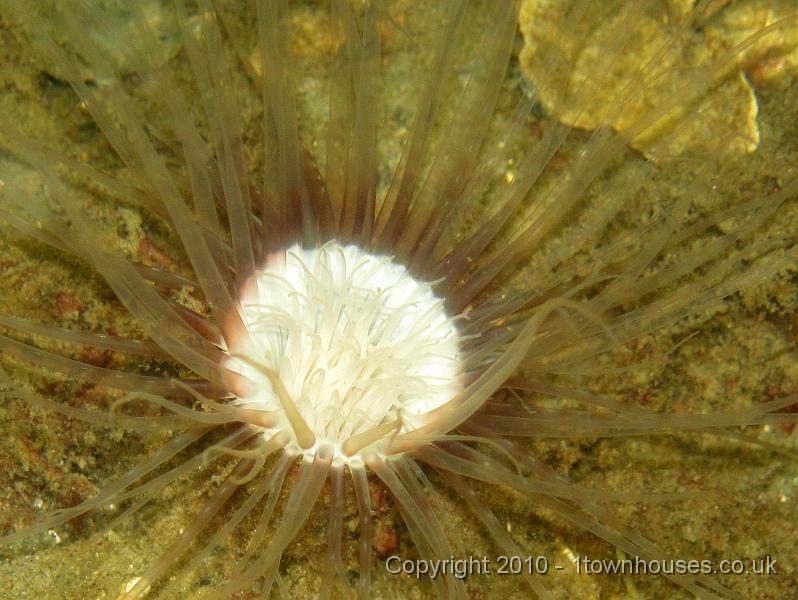 IMG_0288.JPG - Burrowing anemone - Cerianthus lloydii