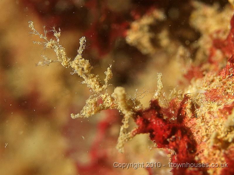P5110886.jpg - Tiny branching hydroid waiting to be murdered by a passing nudibranch