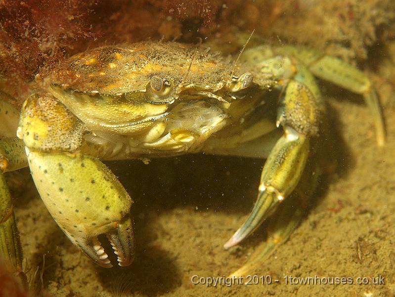 P5131001.JPG - Shore crab - Carcinus maenas