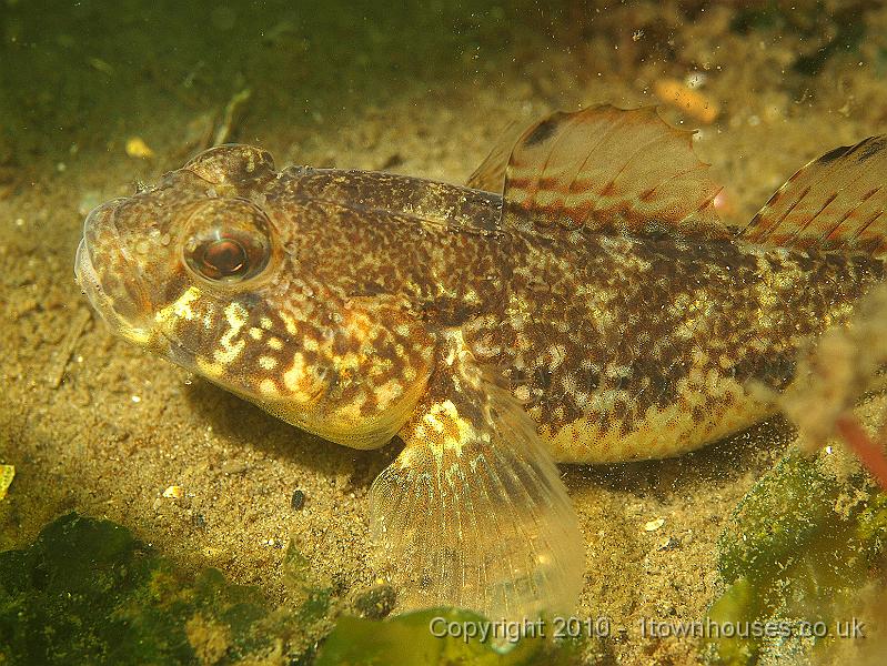 P5131072.jpg - Black goby - Gobiusculus niger - note the black splodges at the start of its dorsal fins