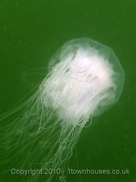 P5131105.jpg - Another jelly - probably the white form of Cyanea lamarckii