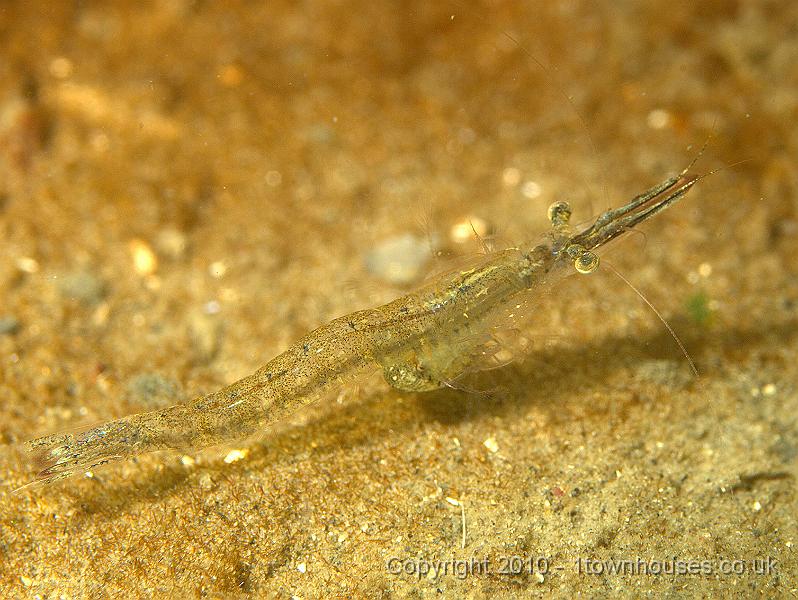 P5131148.jpg - Opossum shrimp - Mysid spp