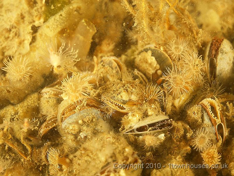DW119687.JPG - The bridge legs were coated with Edible mussels - Mytillus edulis