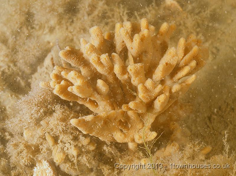 DW129710.JPG - Nice compact little Mermaids glove - Haliclona oculata - a sponge common in Norfolk