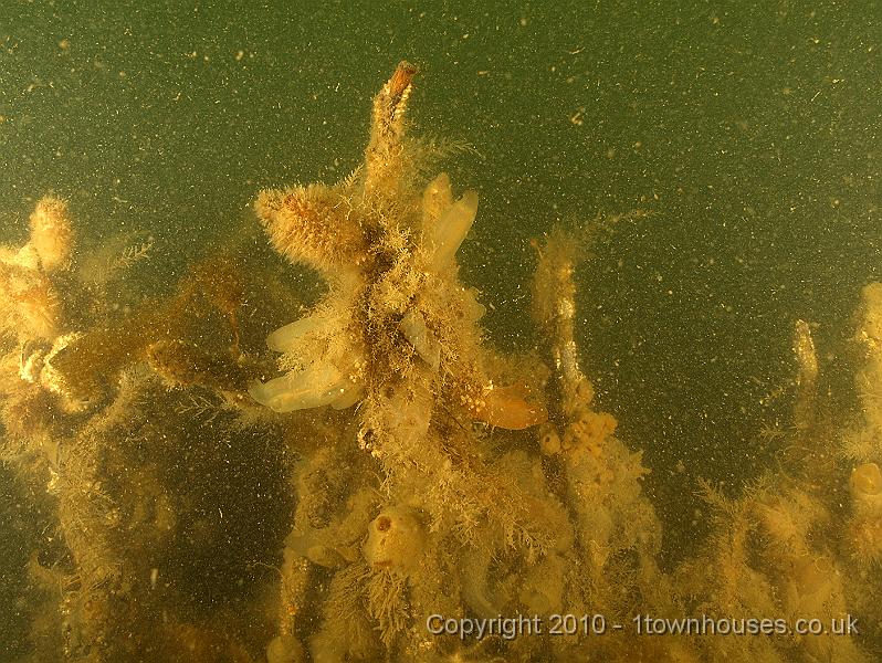 DW129728.JPG - Another encrusted 'village'. This one is mostly squirts and sponges trying to stay out of the silt.