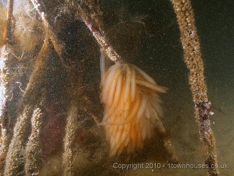 DW149735.JPG - Squid like to lay their eggs in the villages too.
