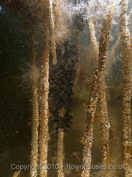 DW149736.JPG - The black 'grapes' in the center of the picture are Cuttlefish eggs. The sticks are deliberately placed in the silt by conservationists to give them a safe place to do their thing.
