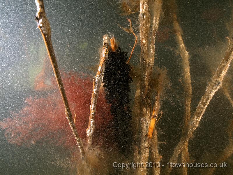 DW149737.JPG - More Cuttlefish eggs