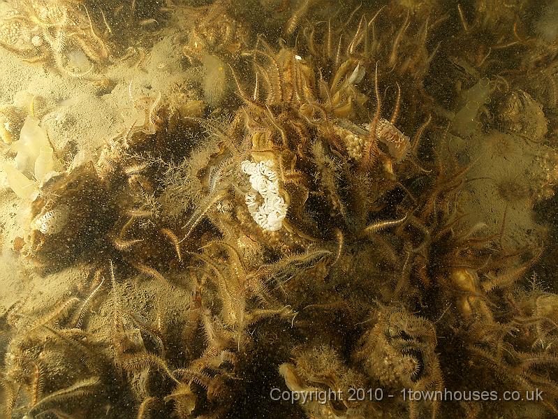 DW149750.JPG - Argh! This is a bed of Common brittlestars - Ophiothrix fragilis - with some nudibranch eggs mixed in