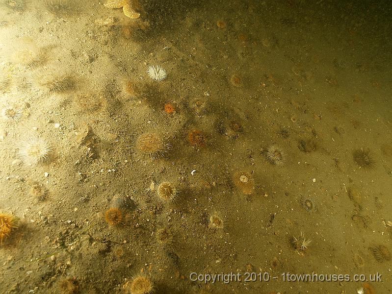 DW149756.JPG - Even apparently barren silt is alive with brightly coloured things - this is an array of Elegant - Sargatia elegans - and another closely related anemone - Sargatia troglodytes.
