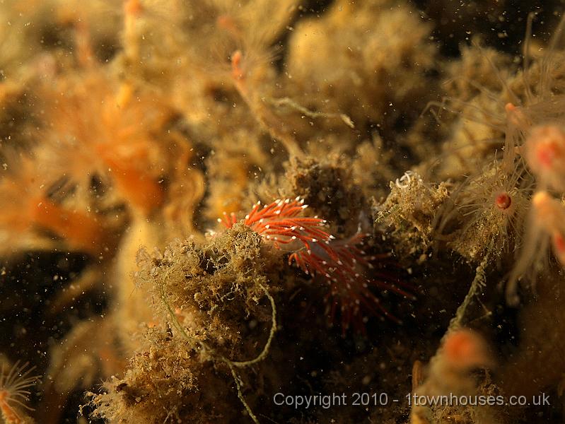DW149761.JPG - Coryphella lineata - a nudibranch with no common name.