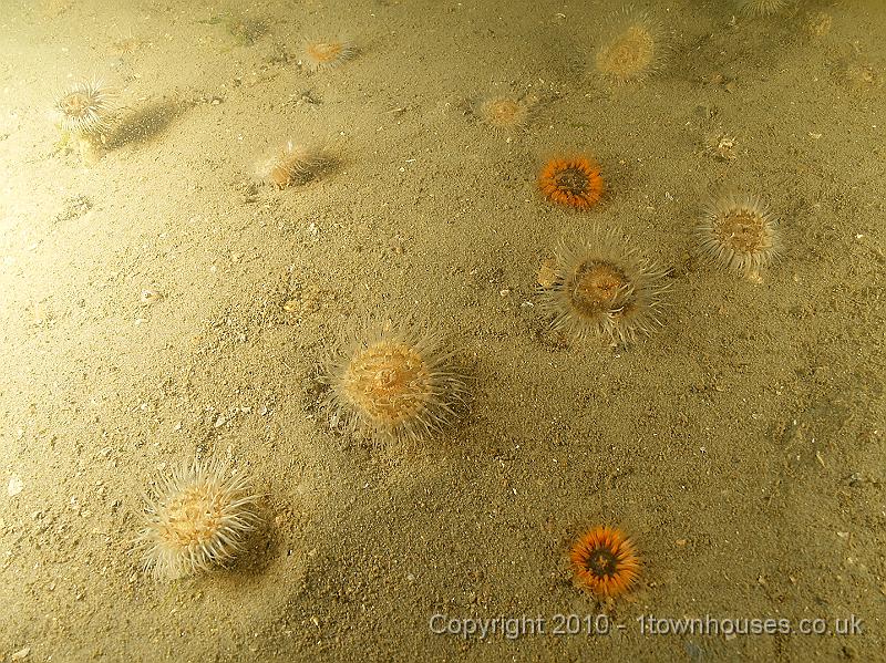 DW149770.JPG - Closer view of sediment with anemones - Sargatia elegans and troglodytes