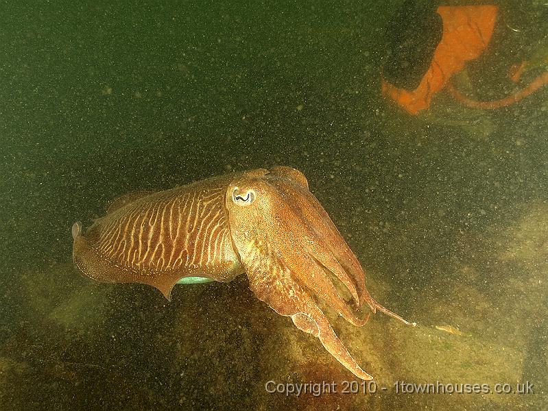 DW149783.JPG - Another Cuttlefish - Sepia officinalis