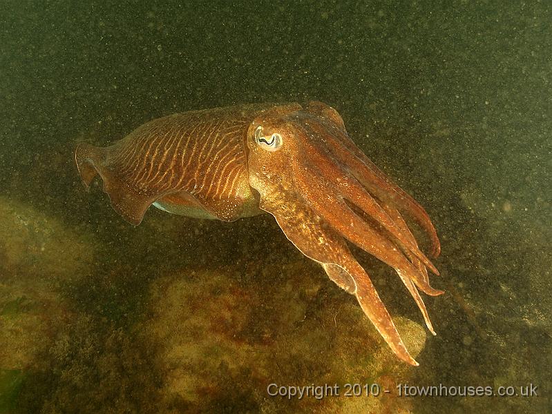 DW149786.JPG - Another Cuttlefish - Sepia officinalis