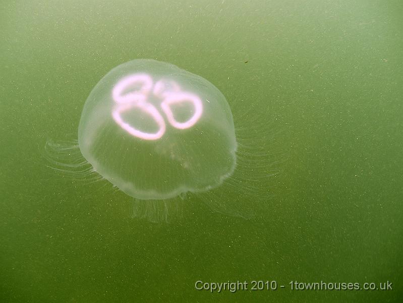 DW149791.JPG - Moon jelly - Aurelia aurita