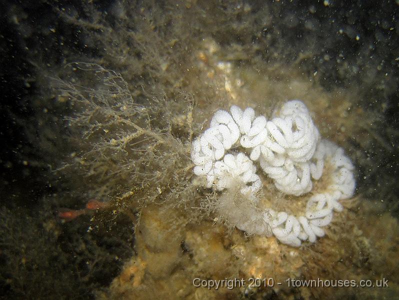 IMG_0206.JPG - Unknown nudibranch eggs