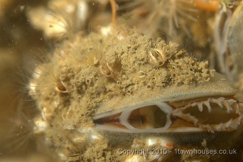 P5110923.jpg - an Edible mussel - Mytilus edulis - coated in barnacles and a layer of tiny bryozoans