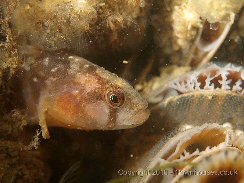 P5110930.jpg - A Butterfish - Pholis gunnellus - pokes its head out between the Edible mussels - Mytillus edulis
