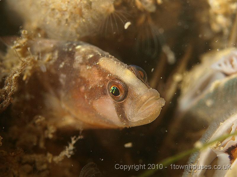 P5110934.jpg - A Butterfish - Pholis gunnellus - pokes its head out between the Edible mussels - Mytillus edulis