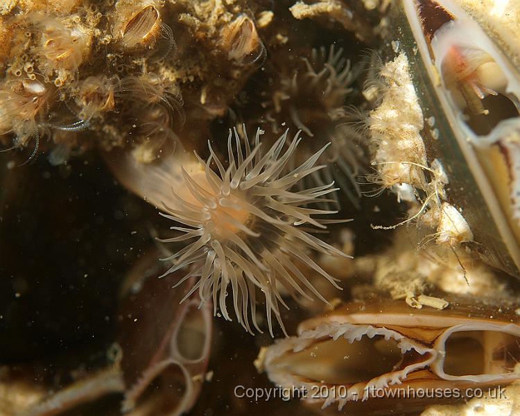 P5110958.jpg - Plumose anemone - Metridium senile