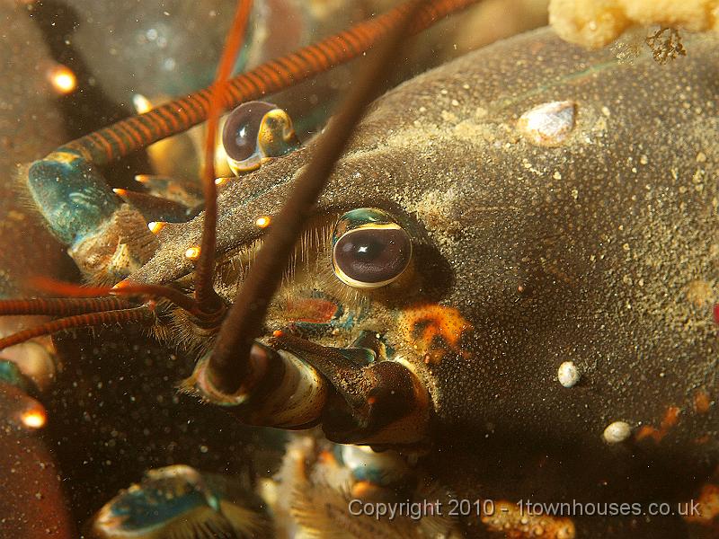 P5131203.jpg - Common lobster - Homarus gammarus