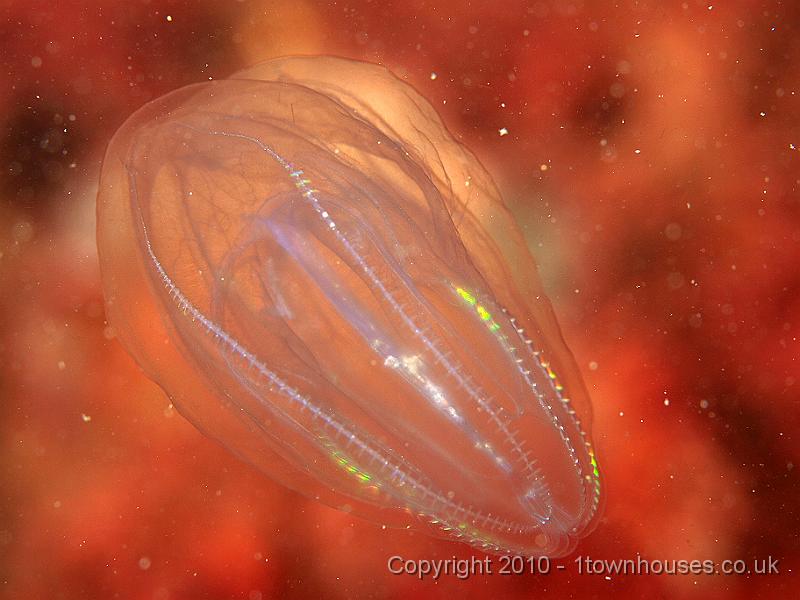 P5131211.jpg - Comb jelly - Beroe cucumis - probably