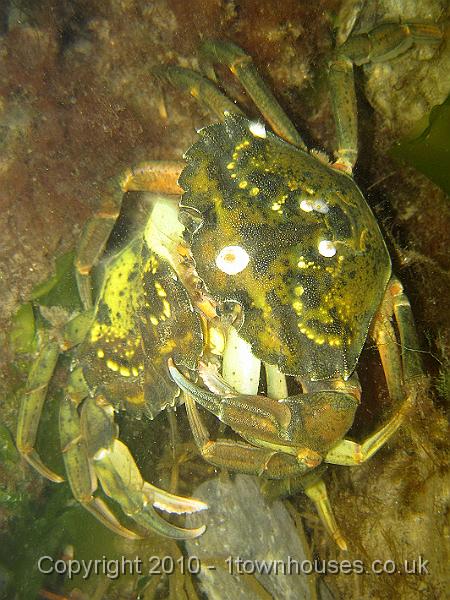 IMG_0411.JPG - Cannibal! Shore crab - Carcinus maenas - snacking on another shore crab