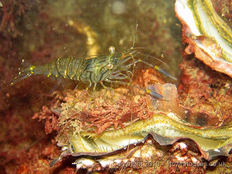 IMG_0419.JPG - Crassostrea gigas - Pacific oyster - with Elegant prawn - Palaemon elegans