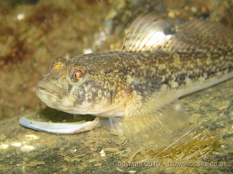 IMG_0463.JPG - Black goby - Gobiusculus niger
