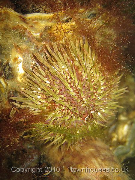 IMG_0472.JPG - Green urchin - Psammechinus miliaris