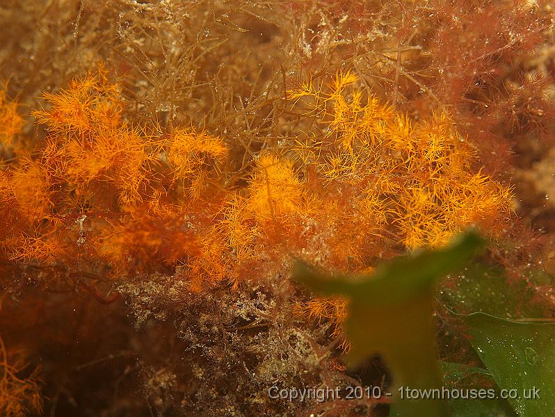 P5141258.JPG - I think this is algae, rather than an animal, but don't know which.